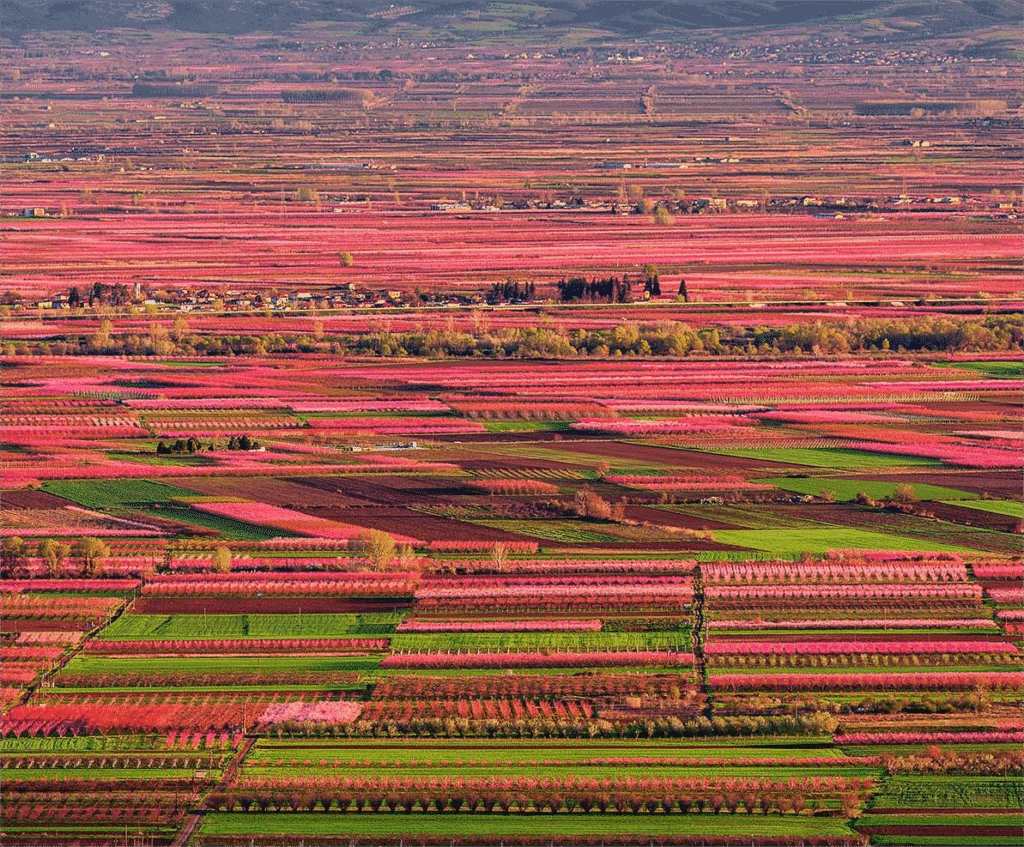Βέροια στις Ανθισμένες Ροδακινιές 25/03